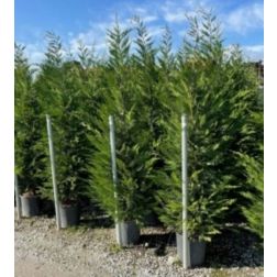 CUPRESSUS SEMPERVIRENS 'BLUE SKY' CLT. 10 100/125 CM ciprus