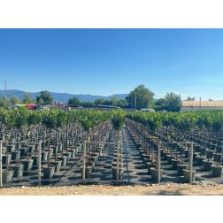 PRUNUS LAUROCERASUS 'RENAULT ACE' RENLO CLT. 18 MEZZO FUSTO bab&eacute;rmeggy