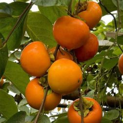 DIOSPYROS KAKI 'TIPO' CLT. 12 MEZZO FUSTO datolyaszilva