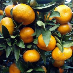 CITRUS UNSHIU LV 12 mandarin