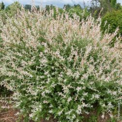 SALIX INTEGRA 'HAKURO-NISHIKI' (SALIX INTEGRA VAR. ALBOMACULATA) (SALIX 'FUIRI-KORIYANAGI') CLT. 18 MEZZO FUSTO jap&aacute;n fűz