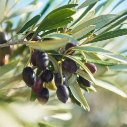 OLEA EUROPAEA 'MAURINO' CLT. 15 MEZZO FUSTO olajfa