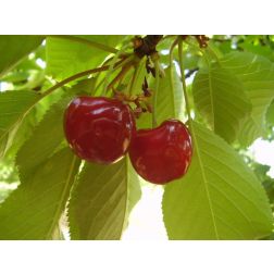 PRUNUS AVIUM 'BIGARREAU BURLAT' CLT. 35 MEZZO FUSTO cseresznye