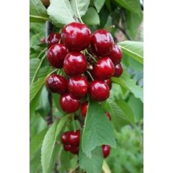 PRUNUS AVIUM AVIUM NANA MOREL CLT. 10 MINI ALBERETTO cseresznye