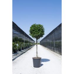 PRUNUS LAUROCERASUS 'KLEOPATRA' CLT. 18 MEZZO FUSTO bab&eacute;rmeggy
