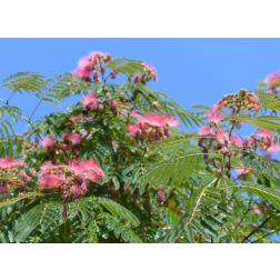 ALBIZIA JULIBRISSIN CLT. 35 200/250 CM selyemakác