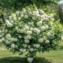 VIBURNUM OPULUS CLT. 10 bangita