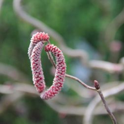 CORYLUS AVELLANA RED MAJESTIC (R) CLT. 25 100/125 Vérmogyoró