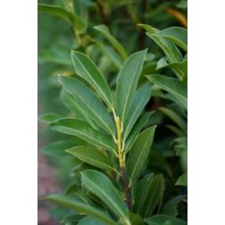 PRUNUS LAUROCERASUS 'ELLY' (P. L. 'VERSTRA' ELLY ) CLT. 10 bab&eacute;rmeggy