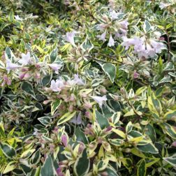 ABELIA X GRANDIFLORA 'JELLY BEANS' &reg; CLT. 3 t&aacute;rnicslonc