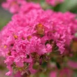 LAGERSTROEMIA INDICA 'RASPBERRY SORBET' HOCH631® CLT. 15 MEZZO FUSTO kínai selyemmirtusz
