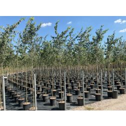 CELTIS AUSTRALIS CLT. 18 6/8 CM TÖRZSKÖRMÉRET ALTO FUSTO déli ostorfa