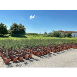 SYRINGA VULGARIS 'RED PIXIE' LV 9 MINI ALBERETTO orgona
