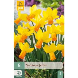 JUB Narcissus jetfire sárga-narancssárga nárcisz virághagyma 5 darab