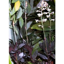 Ékszerorchidea
