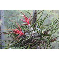 Tillandsia