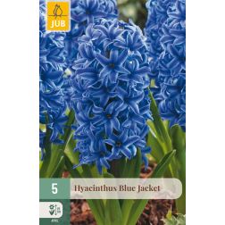 JUB Hyacinthus blue jacket kék jácint virághagyma 5 darab
