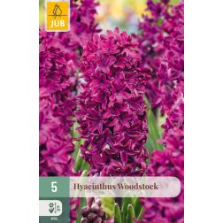 JUB Hyacinthus woodstock lila jácint virághagyma 5 darab
