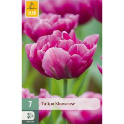 JUB Tulipa showcase lila tulipán virághagyma 7 darab
