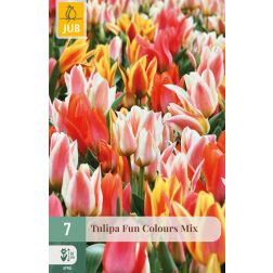 JUB Tulipa fun colours vegyes színű tulipán virághagyma 7 darab