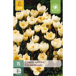 JUB Crocus cream beauty krémsárga krókusz virághagyma 15 darab