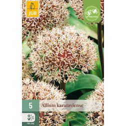JUB Allium karataviense rózsaszín-lila díszhagyma virághagyma 5 darab