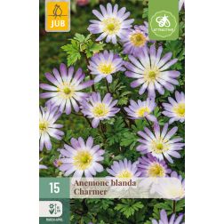 JUB Anemone blanda charmer rózsaszín szellőrózsa virághagyma 15 darab