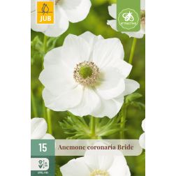 JUB Anemone coronaria bride fehér szellőrózsa virághagyma 15 darab