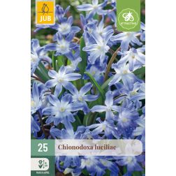 JUB Chionodoxa luciliae gigantea kék hófény virághagyma 25 darab
