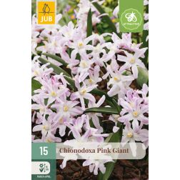 JUB Chionodoxa pink giant rózsaszín hófény virághagyma 15 darab