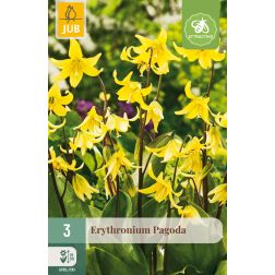 JUB Erythronium pagoda sárga kakasmandikó virághagyma 3 darab