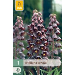 JUB Fritillaria persica lila császárkorona virághagyma 1 darab