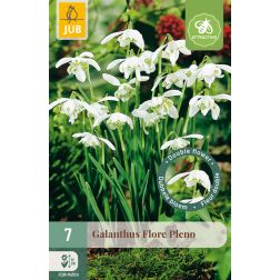 JUB Galanthus flore pleno fehér hóvirág virághagyma 7 darab