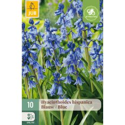 JUB Hyacinthoides hispanica blue kék kékcsengő virághagyma 10 darab