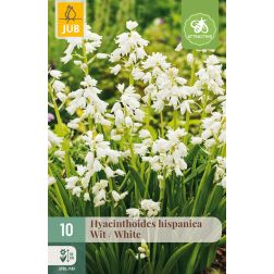 JUB Hyacinthoides hispanica white fehér kékcsengő virághagyma 10 darab