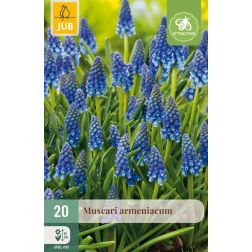 JUB Muscari armeniacum kék gyöngyike virághagyma 20 darab