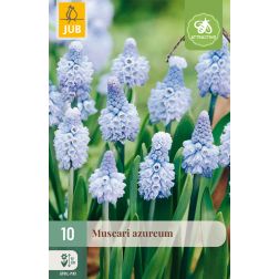 JUB Muscari azureum kék gyöngyike virághagyma 10 darab