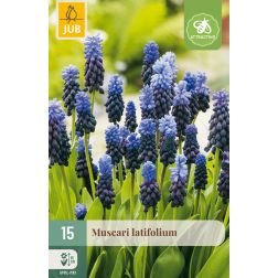 JUB Muscari latifolium kék gyöngyike virághagyma 15 darab