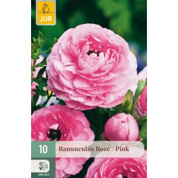 JUB Ranunculus pink rózsaszín boglárka virághagyma 10 darab