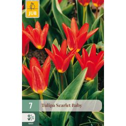 JUB Tulipa scarlet baby piros-sárga tulipán virághagyma 7 darab