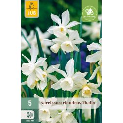 JUB Narcissus triandrus thalia fehér nárcisz virághagyma 5 darab