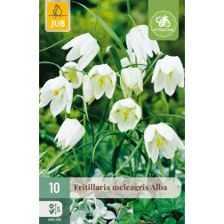 JUB Fritillaria meleagris alba fehér kockásliliom virághagyma 10 darab