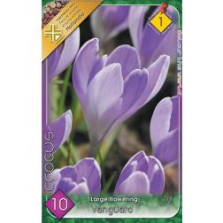 Crocus vernus vanguard lila nagyvirágú krókusz virághagyma 8 darab