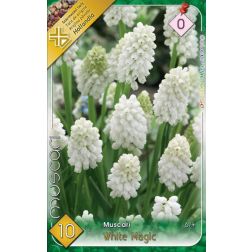 Muscari armeniacum white magic fehér gyöngyike virághagyma 10 darab