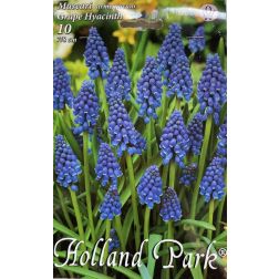 Muscari armeniacum grape hyacinth kék gyöngyike virághagyma 10 darab