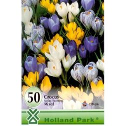 Crocus large flowering mixed vegyes színű nagyvirágú krókusz virághagyma 50 darab