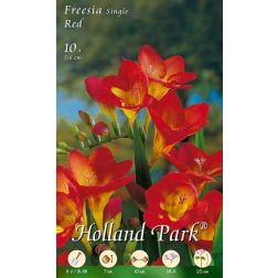 Freesia single red piros frézia virághagyma 10 darab