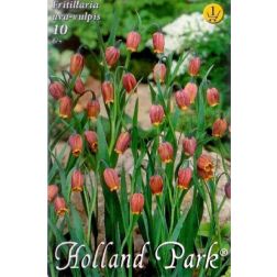 Fritillaria uva-vulpis lila-sárga asszír kockásliliom virághagyma 10 darab