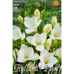 Freesia single white fehér frézia virághagyma 10 darab