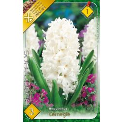 Hyacinthus carnegie fehér jácint virághagyma 3 darab